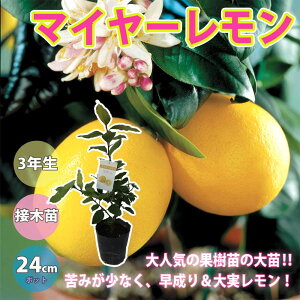 yz }C[ ʎc 3N ږؕc 24cm|bg 1{ c EG  x_ c k _ ~J _ _ In V{c[ ϊ ƌ 