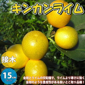 キンカンライム【果樹の苗木 5号ポット 1年生 接木苗／1個売り】キンカンライム苗 キンカンライムの苗 キンカンライムの木 金柑 キーライム ハイブリットライム 苗木 家庭菜園 ベランダ菜園 ボタニカルライフ green ライム