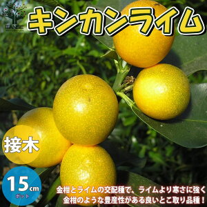 苗 キンカン 苗の人気商品 通販 価格比較 価格 Com