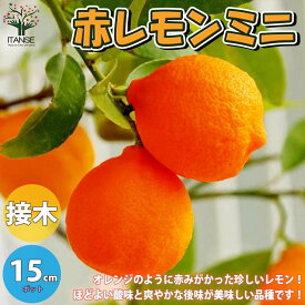 楽天市場 レモン 璃の香の通販