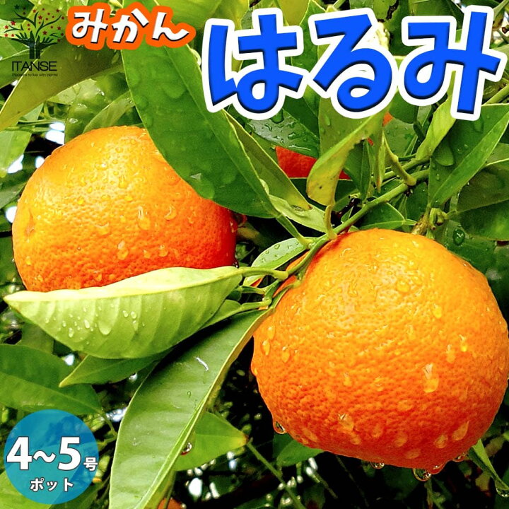 楽天市場 送料無料 はるみ みかんの苗木 果樹の苗木 12 15cmポット 1年生 接木苗 1個売り みかん苗 みかんの苗 ミカン苗 蜜柑苗 柑橘苗 農園 庭植え 趣味 園芸 花木 植木 庭木 鉢植え シンボルツリー 温州みかん 新築祝い 記念樹 路地植え 香酸柑橘 販売店 通販