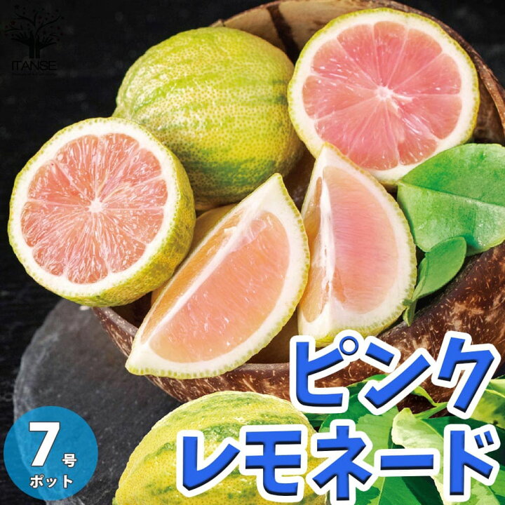 楽天市場 送料無料 ピンクレモネード レモンの苗木 果樹の苗木 7号鉢 2年生 接木苗 1個売り レモン苗 檸檬 れもん レモンの苗木 ベランダ 柑橘 香酸 ミカン 農園 農場 露地 シンボルツリー 耐寒性 自家結実性 ガーデニング 家庭菜園 植物販売のｉｔａｎｓｅ楽天