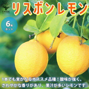 苗 苗木 レモンの人気商品 通販 価格比較 価格 Com