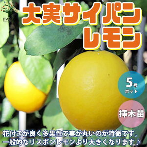 ySSԑSi10OFFz̕c"lG TCp" NȂ闦c ̕c ʎ̕c 傫1`2N} 5|bg 1 c EG  