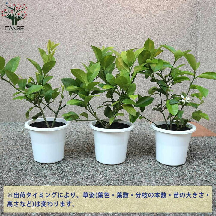 楽天市場 送料無料 リスボンレモン レモンの苗木 果樹の苗木 5号鉢 挿し木苗 1個売り レモン苗 檸檬 れもん レモンの苗木 柑橘 香酸 シンボルツリー ガーデニング 家庭菜園 植物販売のｉｔａｎｓｅ楽天市場店