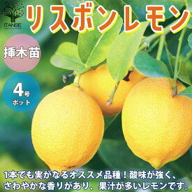 楽天市場 四季なり レモンの通販