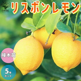 楽天市場 リスボン レモンの通販