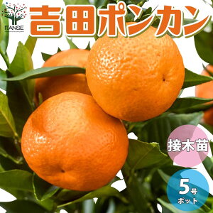 苗 柑橘苗の人気商品 通販 価格比較 価格 Com