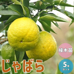 ySSԑSi10OFFzו ( ΂ ) k̕c ʎ̕c 15cm|bg 1`2N ږؕc 1 kc k̕c ݂c IWc K[fjO ʎc k ƒ؉  [