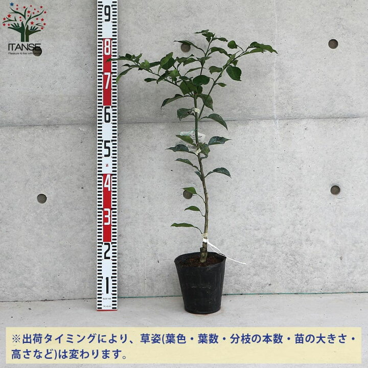 楽天市場 送料無料 邪払 じゃばら 柑橘の苗 果樹の苗木 15cmポット 1 2年生 接木苗 1個売り 柑橘苗 柑橘の苗 みかん苗 オレンジ苗 ガーデニング 果樹苗 柑橘 家庭菜園 植物販売のｉｔａｎｓｅ楽天市場店