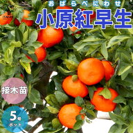 【送料無料】小原紅早生 ( おばらべにわせ ) みかんの苗 果樹の苗木 15cmポット 接木苗 みかん苗 みかん…