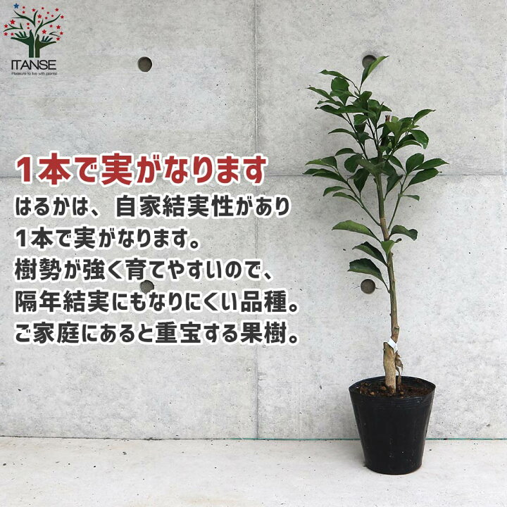 楽天市場 送料無料 はるか みかんの苗 果樹の苗木 15cmポット 1 2年生 接木苗 1個売り みかん苗 みかんの苗 ミカン苗 蜜柑苗 柑橘苗 農園 庭植え 趣味 園芸 花木 植木 庭木 鉢植え シンボルツリー 香酸柑橘 植物販売のｉｔａｎｓｅ楽天市場店