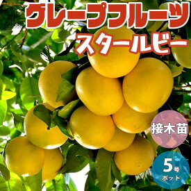 楽天市場 グレープフルーツ 苗の通販 楽天市場 グレープフルーツ 苗の通販