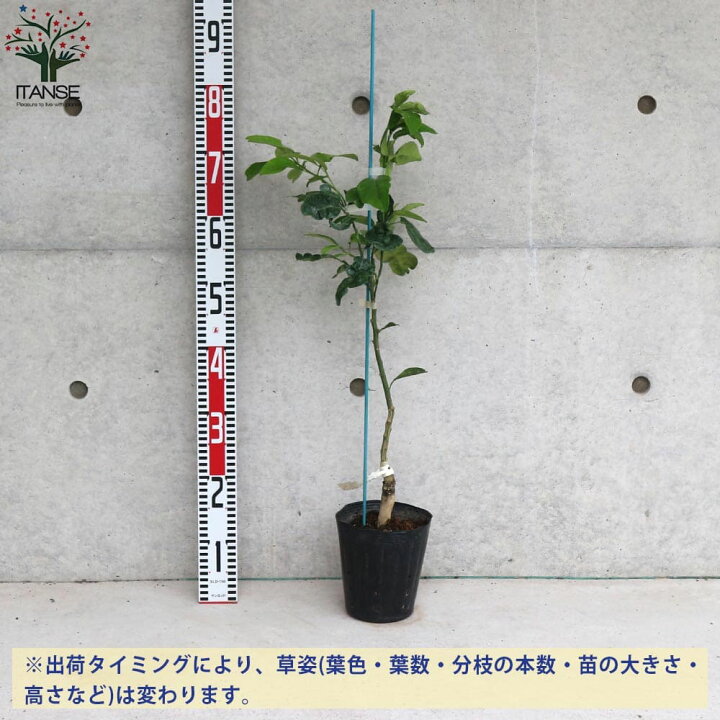 楽天市場 送料無料 スタールビー グレープフルーツの苗 果樹の苗木 15cmポット 1 2年生 接木苗 1個売り グレープフルーツの苗 ルビー ピンク グレープフルーツの苗木 柑橘苗 柑橘の苗 香酸 植物販売のｉｔａｎｓｅ楽天市場店