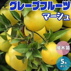 楽天市場 グレープフルーツ 苗の通販