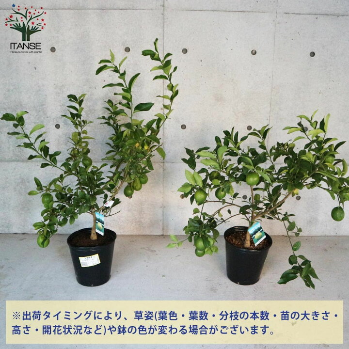 期間限定で特別価格 観葉植物 果樹苗 レモン マイヤーレモン ３号 １ポット 家庭菜園