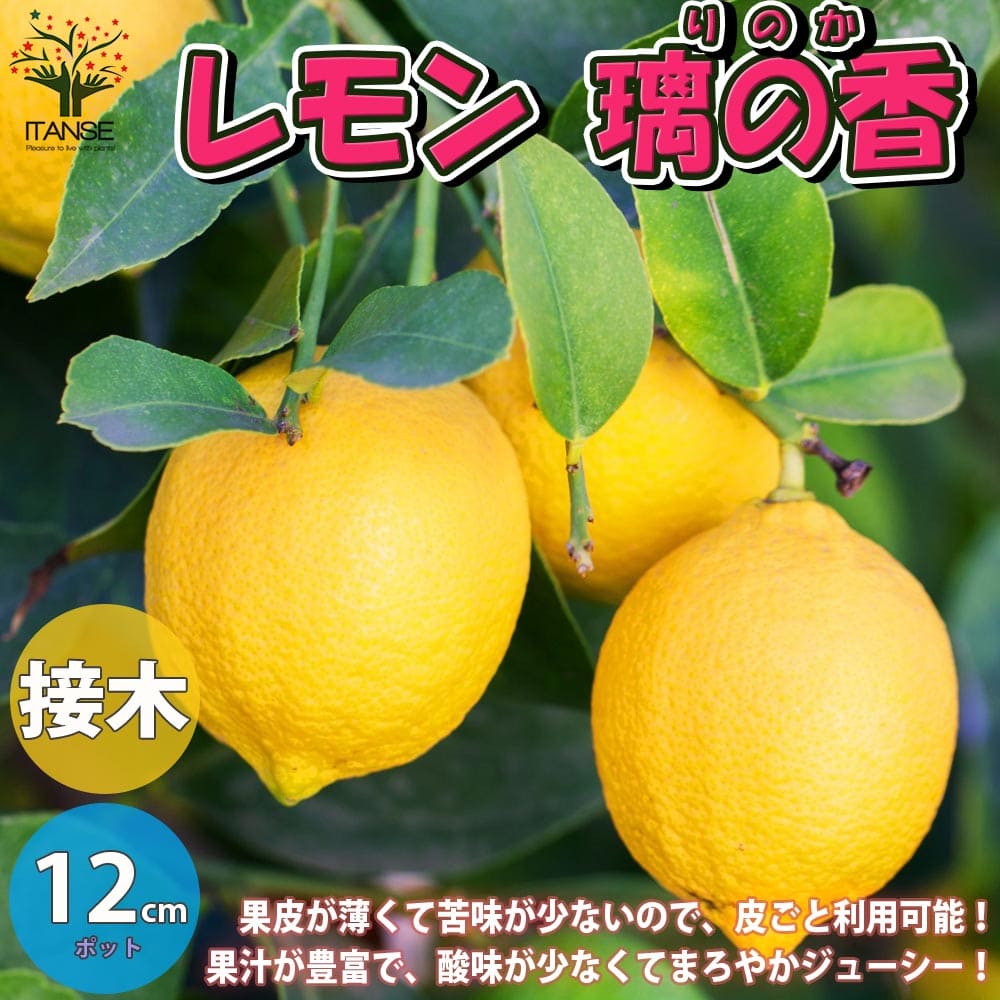 最新作売れ筋が満載 カボス苗木 柑橘 果樹 レモン シークワサー 高さ82センチぐらい 果物苗木 植物/観葉植物