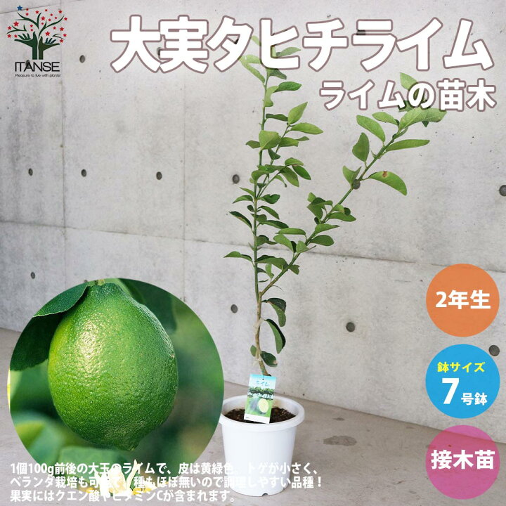 楽天市場 送料無料 大実タヒチライムの苗木 果樹の苗木 しっかり大きい2年生接木苗 7号白プラ鉢 1個売り 大玉ライム Tahiti Lime 果樹 苗 果樹 果物 フルーツ 植物販売のitanse楽天市場店 楽天市場 送料無料 大実タヒチライムの苗木 果樹の苗木 しっかり大きい2年生接木苗 7号白プラ鉢 1個売り 大玉ライム Tahiti Lime 果樹 苗 果樹 果物 フルーツ 植物販売のitanse楽天市場店