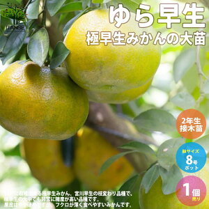 ySSԑSi10OFFzɑ݂̑c 瑁 ʎ̕c 2N ږؕc 8 1 瑁 ʔ͂d ӂ낪Hׂ₷  [