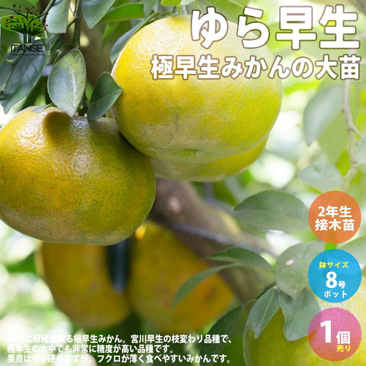 楽天市場】【送料無料】極早生みかんの大苗 ゆら早生 果樹の苗木 2年生 