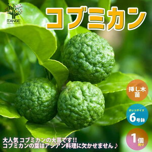 ySSԑSi10OFFzRu~J̕c ʎ̕c }ؕc 6|bgc MTCY 1 VgX qXgbNX JtBA C kaffir lime Makrud lime  [