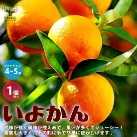 【送料無料】みかんの苗 伊予柑(いよかん)【果樹の苗木 接木苗 4～5号ポット／1個売り】柑橘の苗 みかん苗 フルーツ ガーデニング 栽培