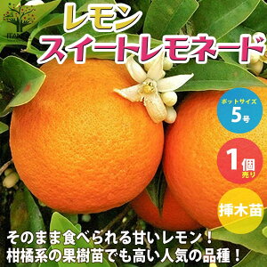 yz̕c  XC[gl[h ʎ̕c }5 1 c EG  ̕c k _ V{c[ K[fjO ƒ؉  [