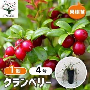 �y���������z�N�����x���[�̕c�� �ʎ��c 1�`2�N�� �}�ؕc12cm�|�b�g 1�� �������� ���[