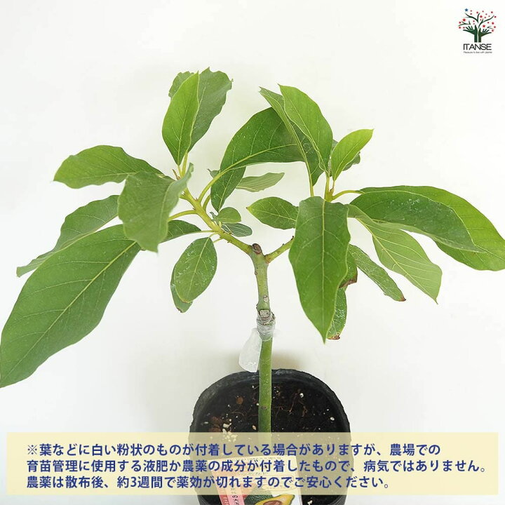楽天市場】【送料無料】アボカド カビラミドリ 【 果樹の苗木 接木苗 