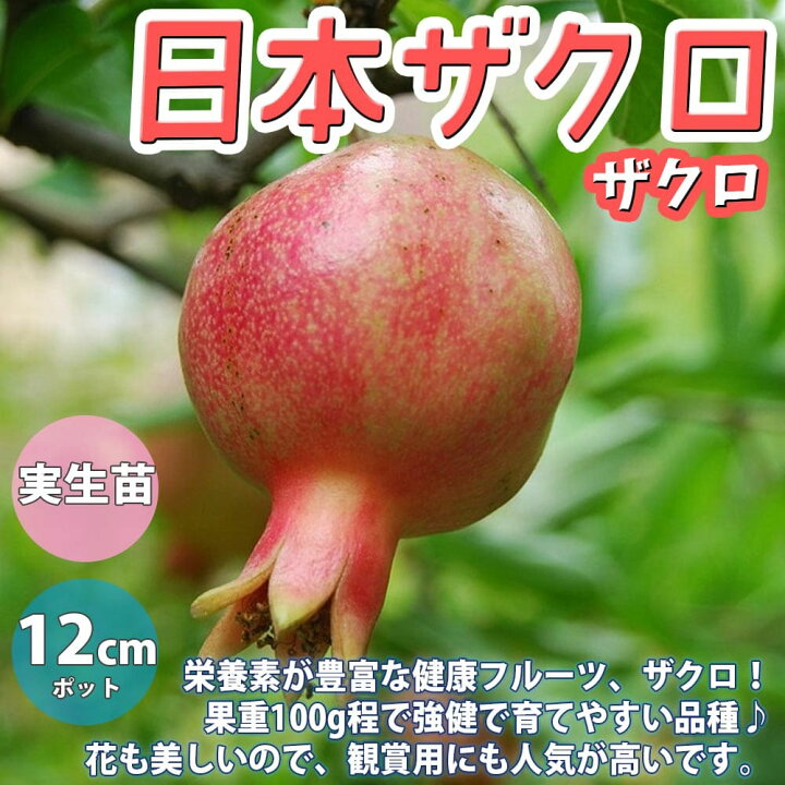 楽天市場 送料無料 ザクロの苗木 日本ザクロ 果樹苗 2年生 実生苗12 15cmポット 1個 ザクロ苗 ザクロの苗 ザクロの木 ざくろ苗 ざくろの苗 石榴 柘榴 若榴 庭植え 花木 植木 庭木 鉢植え 生け垣 シンボルツリー 記念樹 路地植え 販売店 通販 植物販売の