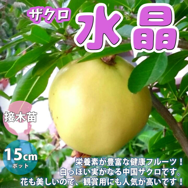 楽天市場 送料無料 ザクロの苗木 水晶 果樹苗 2年生 接木苗15cmポット 1個 ザクロ苗 ザクロの苗 ザクロの木 ざくろ苗 ざくろの苗 石榴 柘榴 若榴 庭植え 花木 植木 庭木 鉢植え 生け垣 シンボルツリー 新築祝い 記念樹 路地植え 販売店 通販 植物販売の
