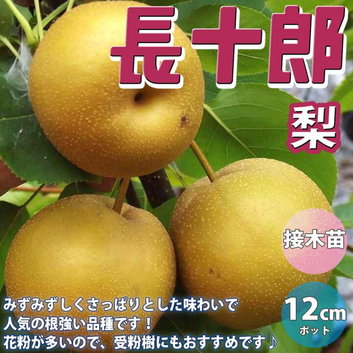 楽天市場 送料無料 梨の苗木 長十郎 果樹苗 1年生 接木苗12 15cmポット 1個 梨苗 梨の苗 梨の木 梨の苗木 梨苗木 ナシの苗 なしの苗 ナシの苗木 庭植え プランター 花木 植木 庭木 鉢植え 生け垣 シンボルツリー プレゼント 人気果樹 和梨 苗販売店 通販 植物