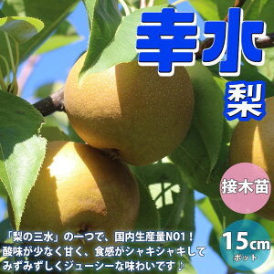 yz̕c K ʎc 1`2N ږؕc15cm|bg 1 c ̕c ̖ ̕c c iV̕c Ȃ̕c iV̕c A v^[ Ԗ A  A _ v[