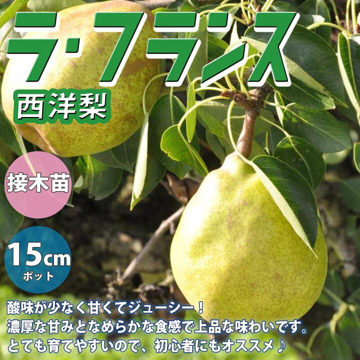 楽天市場 送料無料 洋梨の苗木 ラ フランス 果樹苗 2年生 接木苗15cmポット 1個 洋梨苗 洋梨の苗 洋梨の木 洋梨の苗木 洋梨苗木 ナシの苗 なしの苗 ナシの苗木 セイヨウナシ 西洋梨 庭植え プランター 花木 植木 庭木 鉢植え 生け垣 シンボルツリー 植物販売の