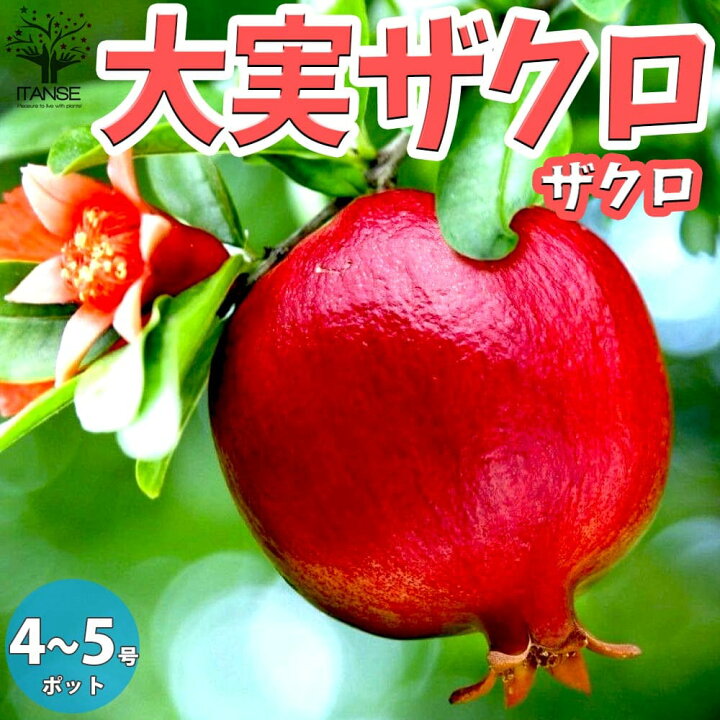 楽天市場 送料無料 大実ザクロ ザクロの苗木 果樹の苗木 12 15cmポット 1年生 接木苗 1個売り ザクロ苗 ザクロの苗 ザクロの木 ざくろ苗 ざくろの苗 石榴 柘榴 若榴 簡単栽培 ガーデニング 家庭菜園 植物販売のｉｔａｎｓｅ楽天市場店