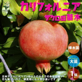 楽天市場 ざくろ 木の通販