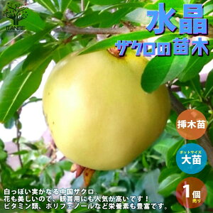 yz UN̕c ʎ̕c 12cm|bg }ؕc 1 UNc UN̕c UN̖ c ̕c Ξ ў  ȒP͔| K[fjO ƒ؉  