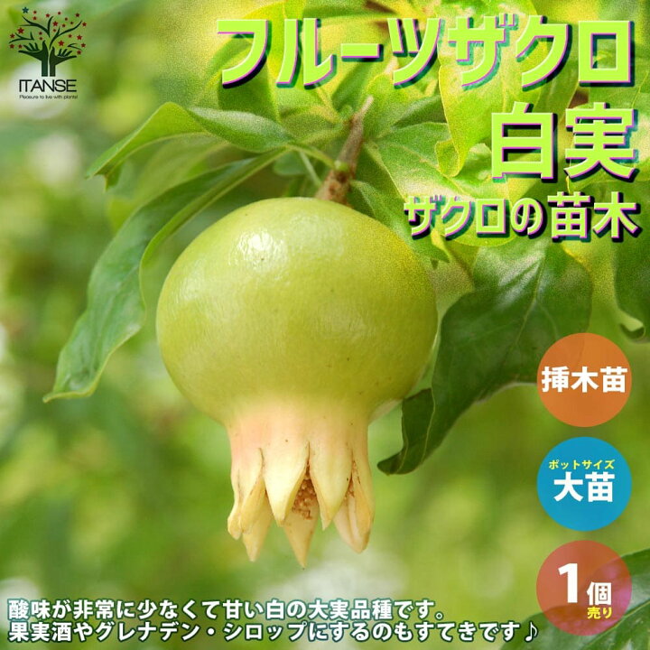 楽天市場 送料無料 フルーツザクロ白実 ザクロの苗木 果樹の苗木 12cmポット 挿し木苗 1個売り ザクロ苗 ザクロの苗 ザクロの木 ざくろ苗 ざくろの苗 石榴 柘榴 若榴 簡単栽培 ガーデニング 家庭菜園 植物販売のｉｔａｎｓｅ楽天市場店