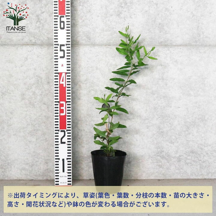 楽天市場 送料無料 フルーツザクロ白実 ザクロの苗木 果樹の苗木 12cmポット 挿し木苗 1個売り ザクロ苗 ザクロの苗 ザクロの木 ざくろ苗 ざくろの苗 石榴 柘榴 若榴 簡単栽培 ガーデニング 家庭菜園 植物販売のｉｔａｎｓｅ楽天市場店