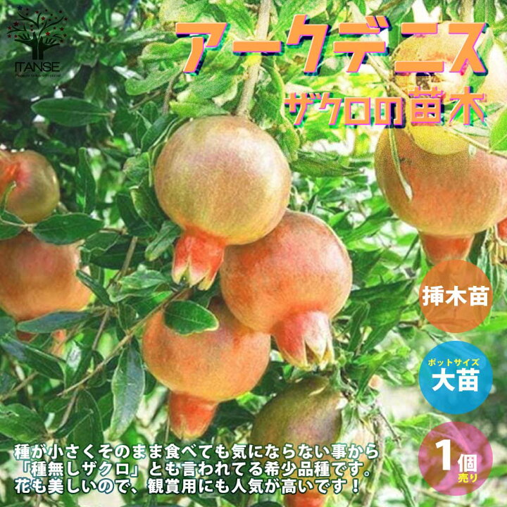 楽天市場 送料無料 アークデニス ザクロの苗木 果樹の苗木 12cmポット 挿し木苗 1個売り ザクロ苗 ザクロの苗 ザクロの木 ざくろ苗 ざくろの苗 石榴 柘榴 若榴 簡単栽培 ガーデニング 家庭菜園 植物販売のｉｔａｎｓｅ楽天市場店