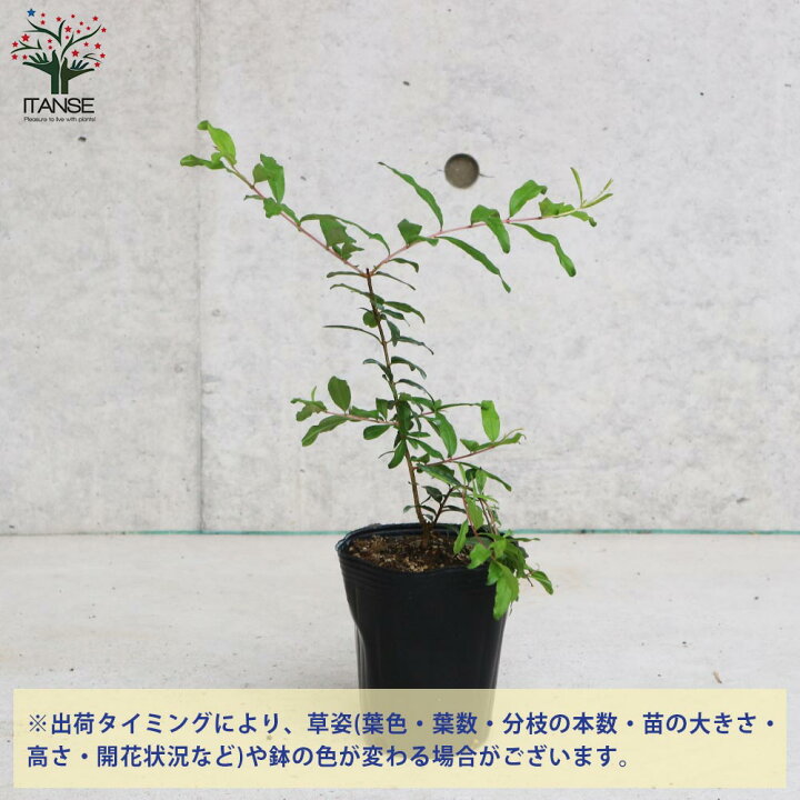 楽天市場 送料無料 アークデニス ザクロの苗木 果樹の苗木 12cmポット 挿し木苗 1個売り ザクロ苗 ザクロの苗 ザクロの木 ざくろ苗 ざくろの苗 石榴 柘榴 若榴 簡単栽培 ガーデニング 家庭菜園 植物販売のｉｔａｎｓｅ楽天市場店