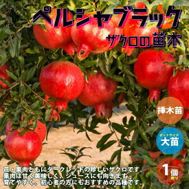 楽天市場 ざくろの木の通販