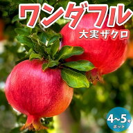 【送料無料】ザクロの苗木ワンダフル 果樹の苗木 挿木苗4.5号 1個売り ザクロ苗 ザクロの苗 ザクロの木 …