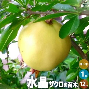 ySSԑSi10OFFzUN̕c iF ʎ̕c 1`2N}ؕc12cm|bg ( UN ) 1 UNc UN̕c UN̖ c ̕c Ξ ў  [