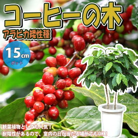 楽天市場 コーヒーの木 栽培 実の通販