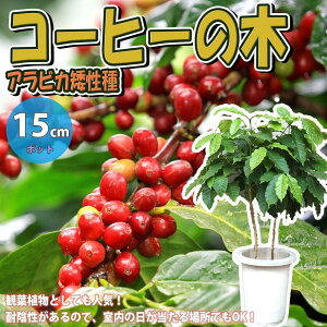 yzR[q[̖ ( ArJ ) ʎc 21cm|bgc 1 R[q[mLc ̖؂̕c [Ё[ h c n[u ӏܗp 뉀؉ Mtg v[g 蕨 ϗtA coffee 