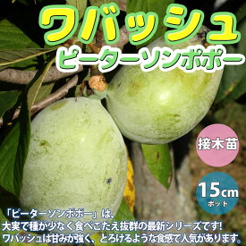 楽天市場 ポポー 果実の通販