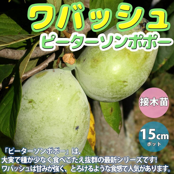 楽天市場 送料無料 ポポーの苗木 ピーターソン ポポー ワバッシュ 果樹苗 2年生 接木苗15cmポット 1個 希少品種 珍味 アケビガキ ポポーノキ マンゴー プリン 温帯樹木 フルーツ 果実 自家結実性 受粉樹 両性花 シンボルツリー 庭園果樹 果樹畑 植物販売の