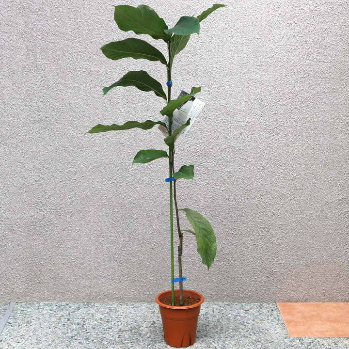 楽天市場 送料無料 ポポーの苗木 ピーターソン ポポー ワバッシュ 果樹苗 2年生 接木苗15cmポット 1個 希少品種 珍味 アケビガキ ポポーノキ マンゴー プリン 温帯樹木 フルーツ 果実 自家結実性 受粉樹 両性花 シンボルツリー 庭園果樹 果樹畑 植物販売の