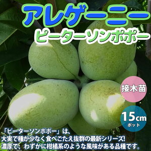 マンゴー 1個 苗の人気商品 通販 価格比較 価格 Com